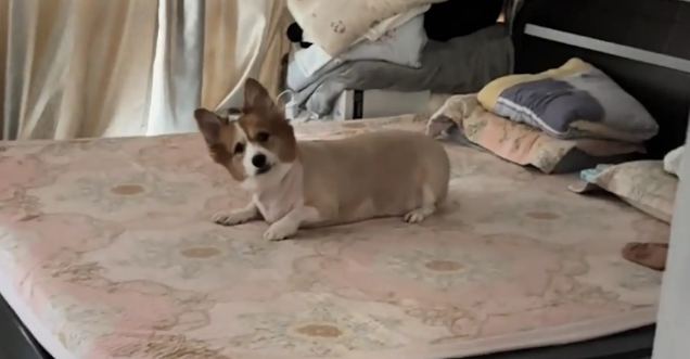 狗子在床上打滚被主人发现。狗:我可是脱了衣服才上床的 狗子在床上打滚被主人发现。狗:我可是脱了衣服才上床的