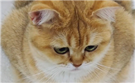 猫咪拉肚子是什么原因该怎么处理