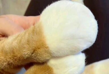 猫咪爪子肿胀会是疾病引起吗? 猫咪爪子肿胀会是疾病引起吗?