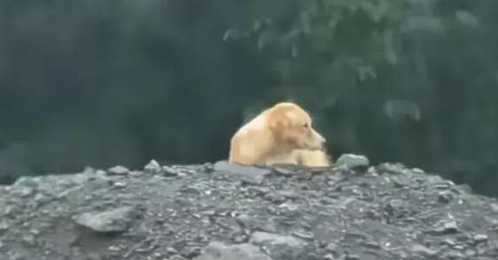 网友发现自家狗子陷入三角恋,结果对方死活不肯同意… 网友发现自家狗子陷入三角恋,结果对方死活不肯同意…