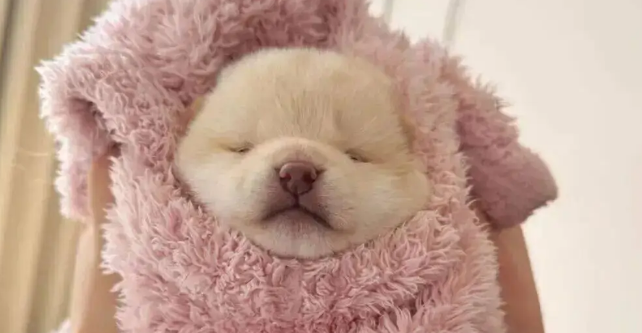 狗妈生完宝宝不会带,网友接手后…这和自己生的有什么区别 狗妈生完宝宝不会带,网友接手后…这和自己生的有什么区别