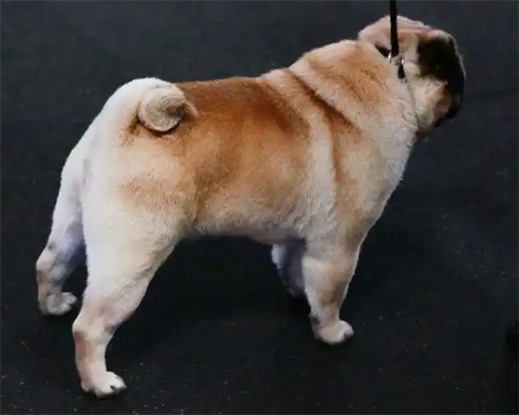 狗有哪些病毒会传染给人类