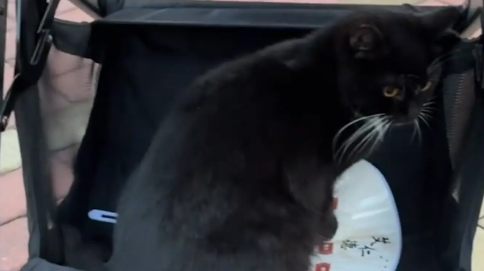 女子遛完娃到家楼下，发现婴儿车下面坐着一只猫咪