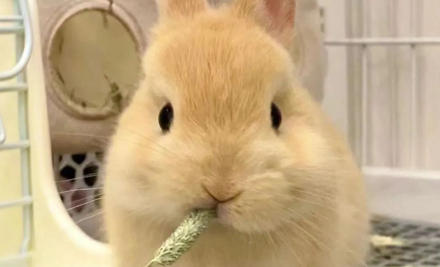 荷兰侏儒兔：从欧洲田间到全球宠物的品种演化