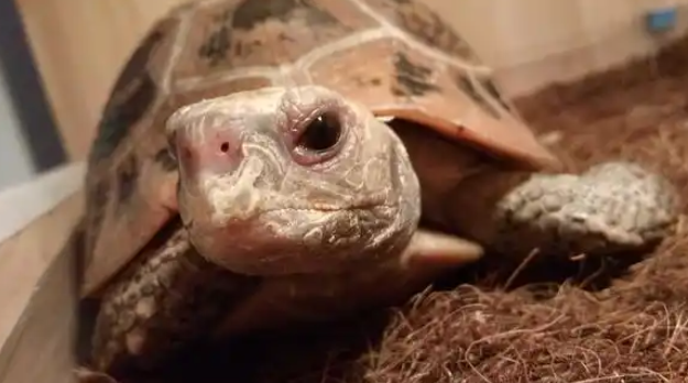 缅甸陆龟好养吗?想入手的来了解一下真实的缅甸陆龟 缅甸陆龟好养吗?想入手的来了解一下真实的缅甸陆龟