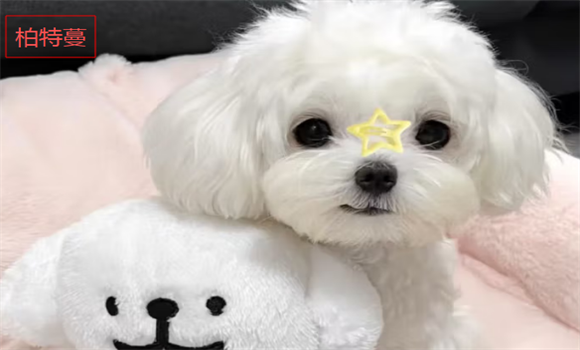 宠物扮靓又怕不安全?柏特蔓宠物BB夹给出两全之选 宠物扮靓又怕不安全?柏特蔓宠物BB夹给出两全之选