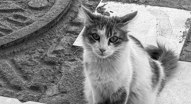 流浪猫有狂犬病的几率有多大?真相来了 流浪猫有狂犬病的几率有多大?真相来了