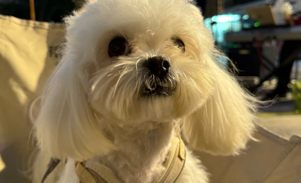 没想到我家狗在外边混的这么开！原来我是人仗狗势