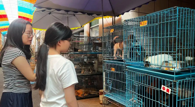 “星期宠物”成投诉热点 猫狗宠物为何活不过7天? “星期宠物”成投诉热点 猫狗宠物为何活不过7天?