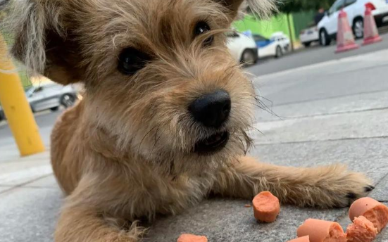 女子帮投流浪狗找到新家,相距50多公里,狗狗居然回来找她 女子帮投流浪狗找到新家,相距50多公里,狗狗居然回来找她