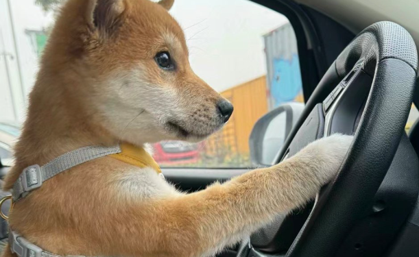 狗开车上路？别拿安全开玩笑！