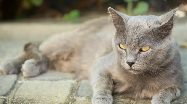 流浪猫养多久才认主人?从躲藏到黏人:这些细节决定成败 流浪猫养多久才认主人?从躲藏到黏人:这些细节决定成败