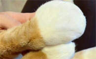 猫咪爪子肿胀会是疾病引起吗？