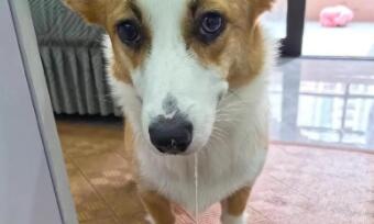 狗狗拉稀呕吐是什么病? 狗狗拉稀呕吐是什么病?