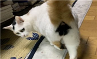 猫猫放屁正常么