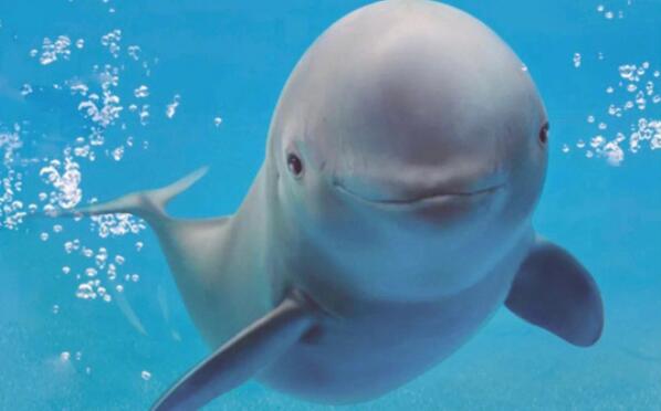 鄱阳湖有江豚吗