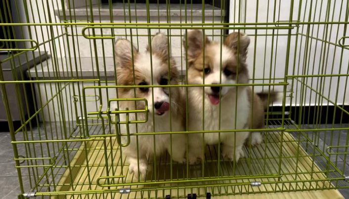 狗笼品牌推荐:泊艺特——为爱宠打造舒适安全的“家” 狗笼品牌推荐:泊艺特——为爱宠打造舒适安全的“家”