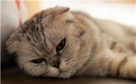 猫咪突然没胃口不吃东西怎么办