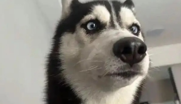 狗子被骂不服气,连夜带娃投奔主人前女友:情绪稳定很重要! 狗子被骂不服气,连夜带娃投奔主人前女友:情绪稳定很重要!