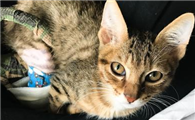 猫后腿骨折多久可以好