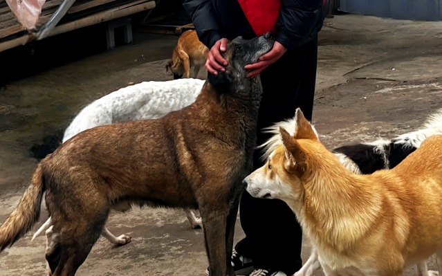 流浪动物救助的科技化转型,追觅公益“小流浪饱护计划” 流浪动物救助的科技化转型,追觅公益“小流浪饱护计划”