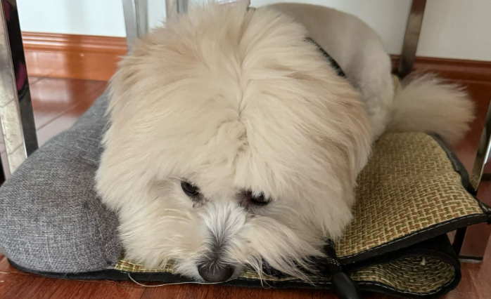 狗狗呕吐后该怎么处理