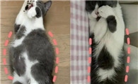 干性猫传腹前期食欲好吗