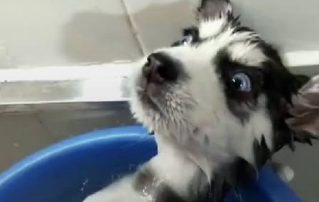 给哈士奇洗澡，这表情让主人吓一跳！