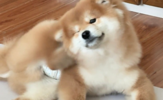 狗狗频繁挠痒是怎么回事
