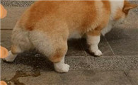 狗狗尿道感染的症状