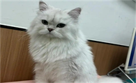 猫嗜酸性肉芽肿诊断标准