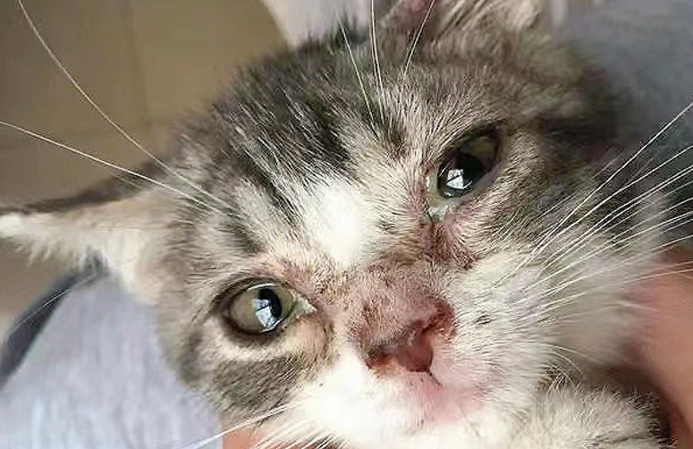 猫瘟第几天是危险期