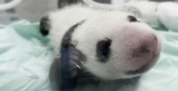 这只刚满月的大熊猫宝宝是个“西北娃”