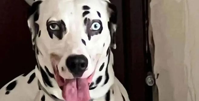 网友晒家里的邪恶斑点狗,一看……丫演恐怖片都不用化妆! 网友晒家里的邪恶斑点狗,一看……丫演恐怖片都不用化妆!