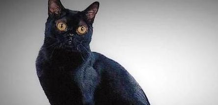 如何有效鉴别孟买猫?最简单的鉴别方法全在这里 如何有效鉴别孟买猫?最简单的鉴别方法全在这里