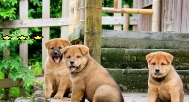 柴犬与土狗的全面对比,你更适合养哪一种 柴犬与土狗的全面对比,你更适合养哪一种