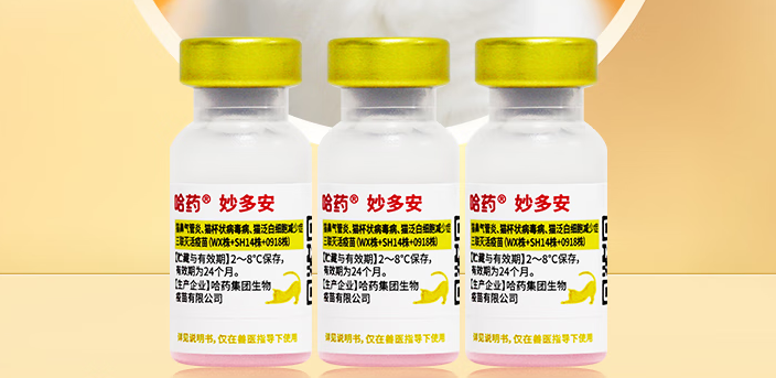 猫三联疫苗预防什么病?妙多安:这三类高危传染病要警惕 猫三联疫苗预防什么病?妙多安:这三类高危传染病要警惕