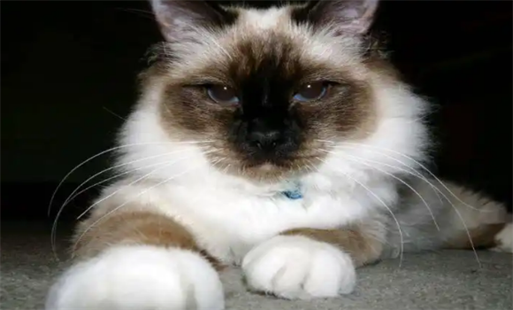 伯曼猫耳螨严重怎么办?一起来看看解决方法~ 伯曼猫耳螨严重怎么办?一起来看看解决方法~
