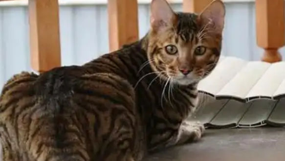 虎皮猫智商排名如何?从能力与表现看其聪明度 虎皮猫智商排名如何?从能力与表现看其聪明度