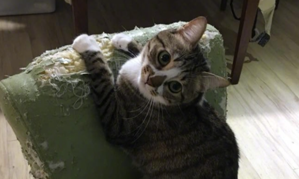 猫咪总抓家具怎么纠正 猫咪总抓家具怎么纠正