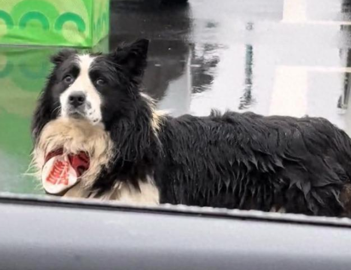 在高速服务区苦等主人的小狗获认领 千万网友爱心接力 在高速服务区苦等主人的小狗获认领 千万网友爱心接力