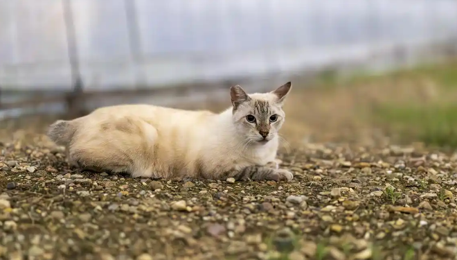 流浪猫有狂犬病的几率有多大?真相来了 流浪猫有狂犬病的几率有多大?真相来了