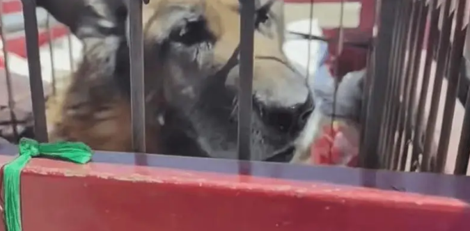 老狗看家护院一辈子,却被主人打断双腿送到了狗肉车上 老狗看家护院一辈子,却被主人打断双腿送到了狗肉车上