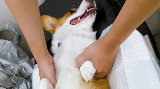 狗怎么查有没有炎症