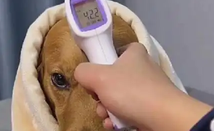 狗狗发烧怎么退烧最快最有效