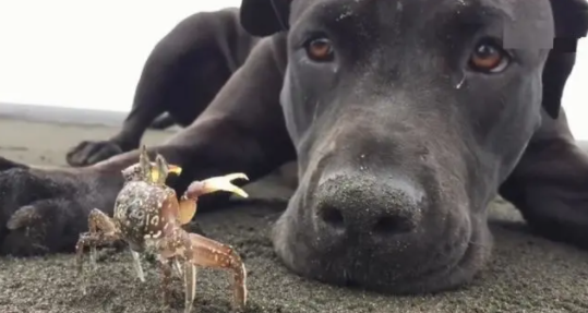 狗狗在海边挖了个大洞,主人以为狗狗贪玩,下一秒却拍手称赞 狗狗在海边挖了个大洞,主人以为狗狗贪玩,下一秒却拍手称赞