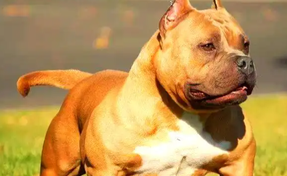 为什么说美国恶霸犬“反差萌”?在流行文化中的形象演变 为什么说美国恶霸犬“反差萌”?在流行文化中的形象演变