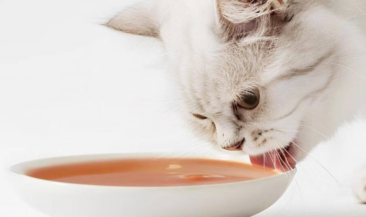 猫咪主食浓汤推荐:虎几0添加,给猫的健康盛宴 猫咪主食浓汤推荐:虎几0添加,给猫的健康盛宴