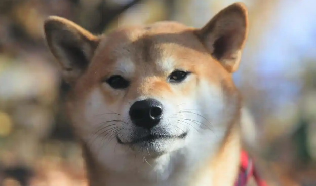 柴犬有这10个表现，说明它智商高！-宠物网