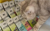 猫咪湿粮哪个牌子好性价比高？雀然重新定义猫主食的营养新范式